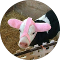 Layla Hamil profile picture